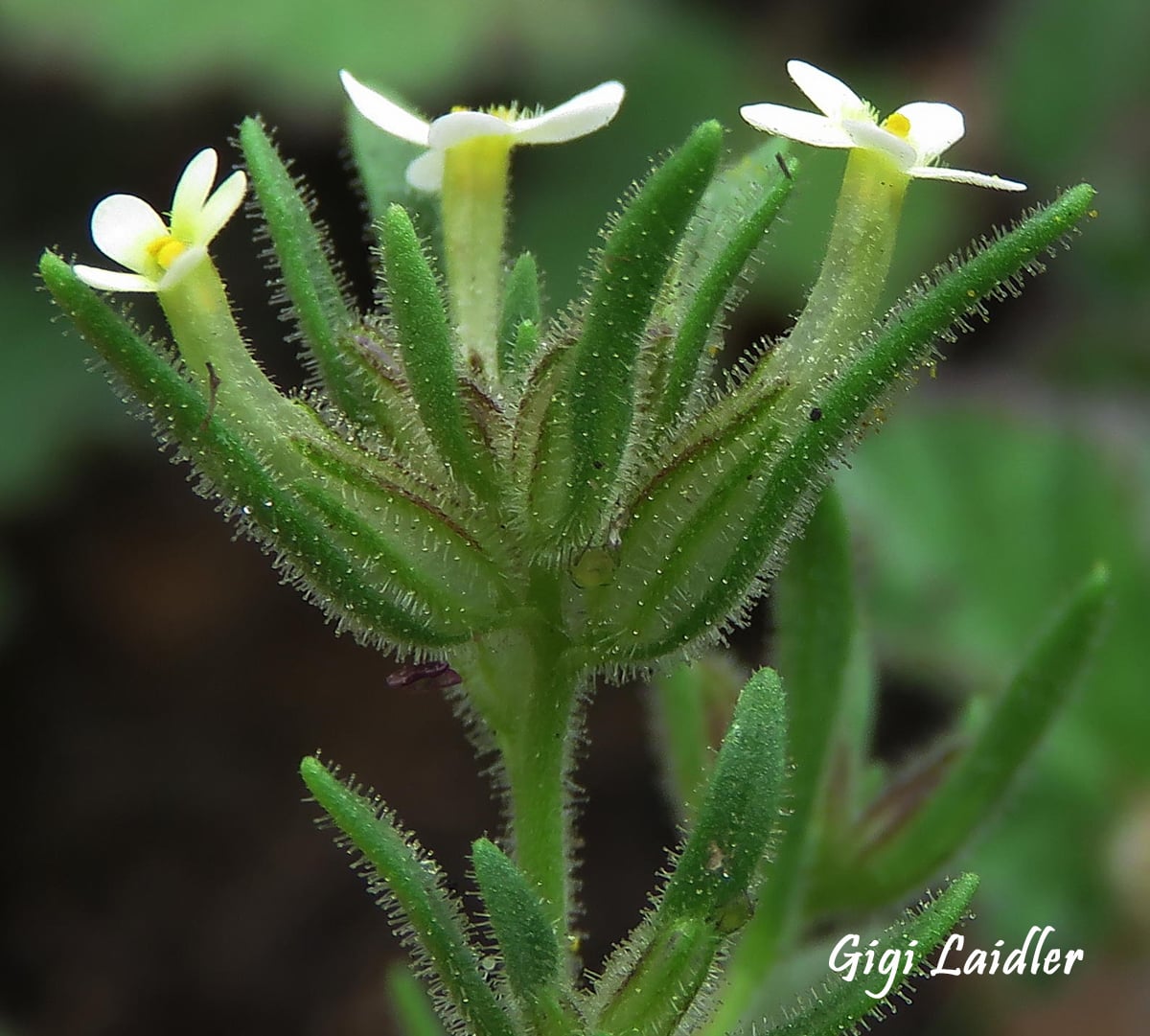 Presumed extinct A Cape Granite Flax plant found by CREW member Gabi Laidler in August 2015